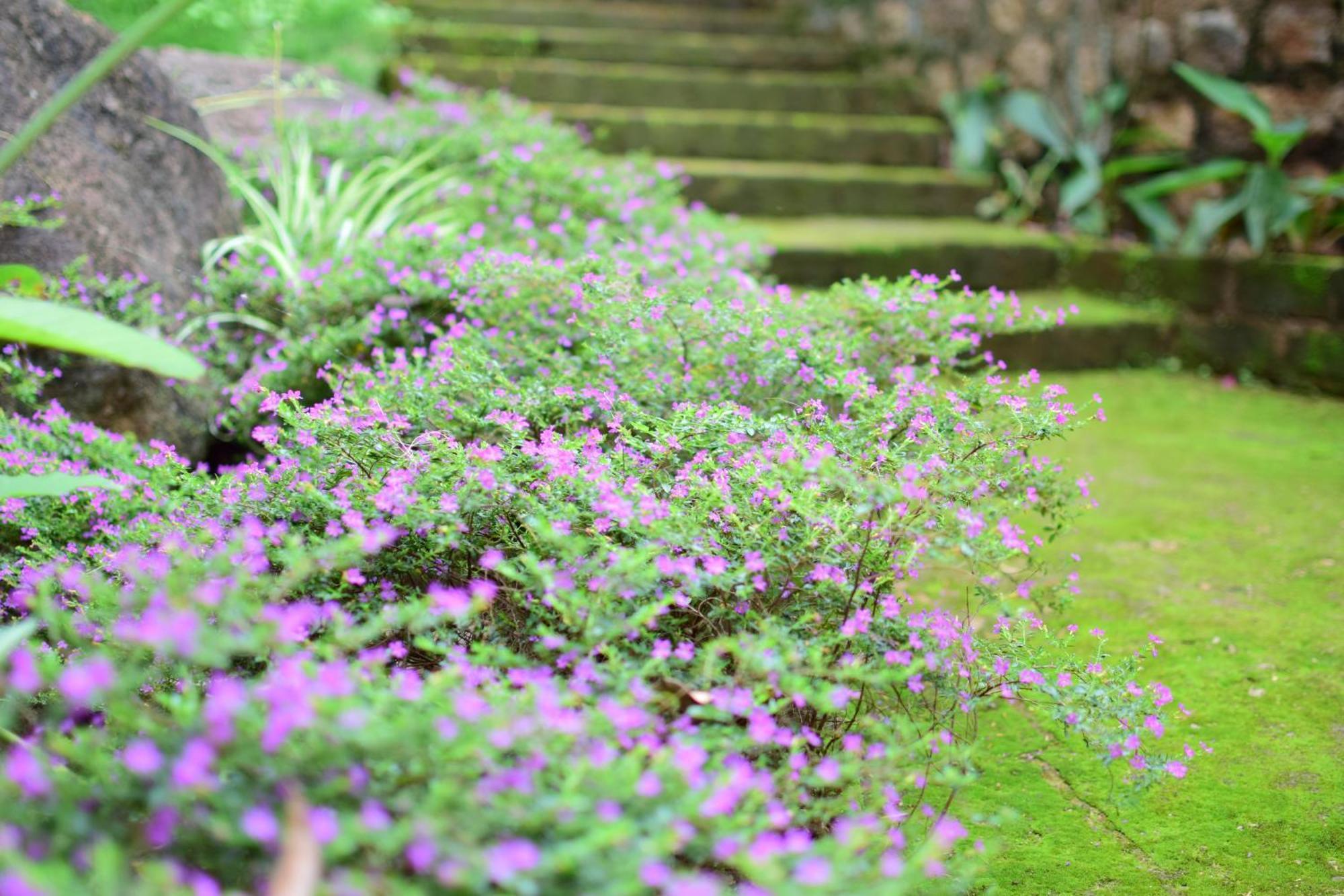 Silent Waters Resorts Yelagiri Luaran gambar