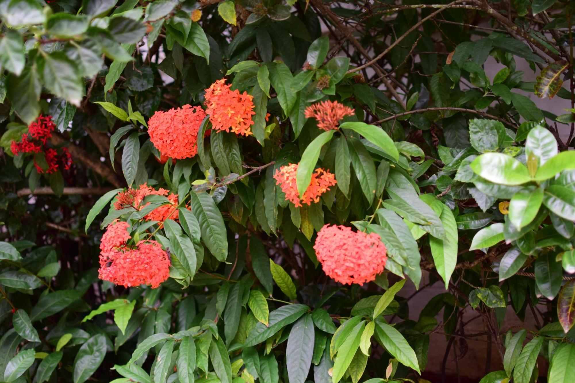 Silent Waters Resorts Yelagiri Luaran gambar