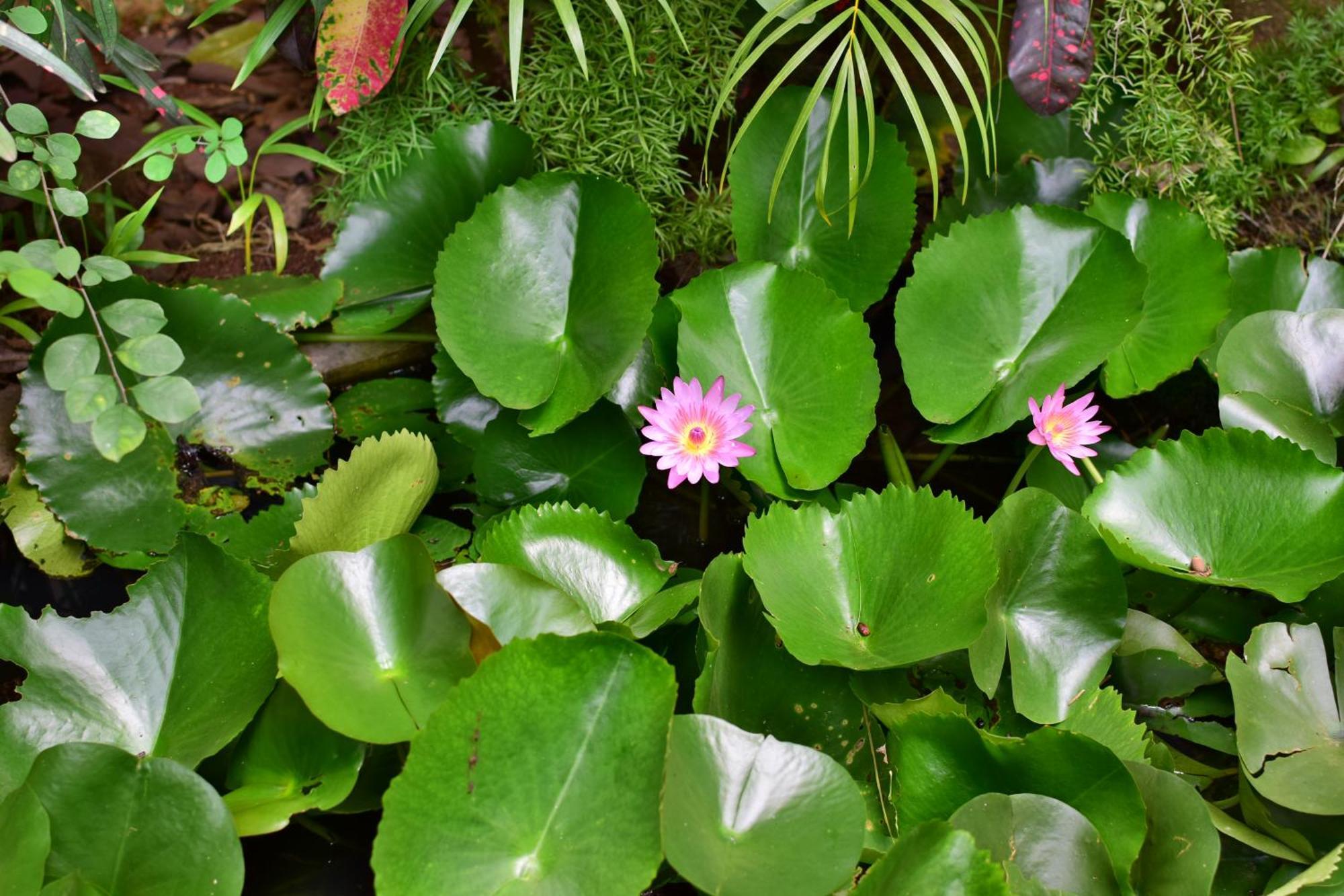 Silent Waters Resorts Yelagiri Luaran gambar
